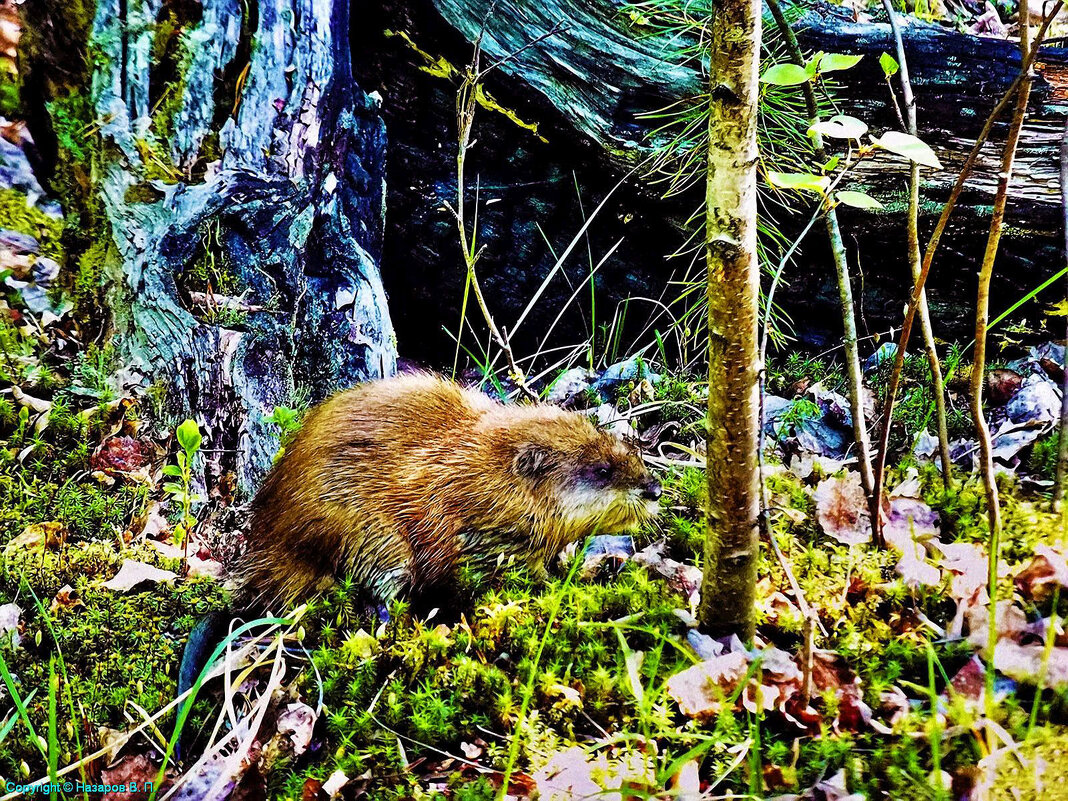 Ондатра-путешественница! - Владимир 