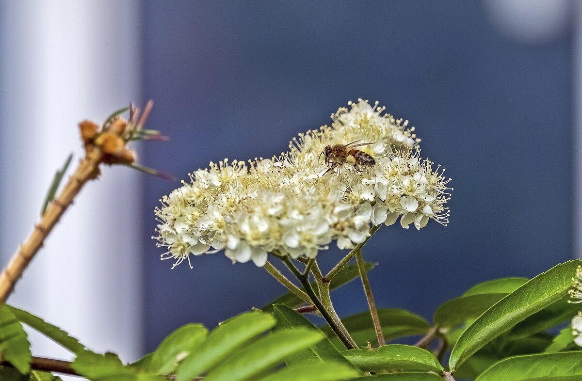 На рябине - Валерий Иванович На рябине - Валерий Иванович