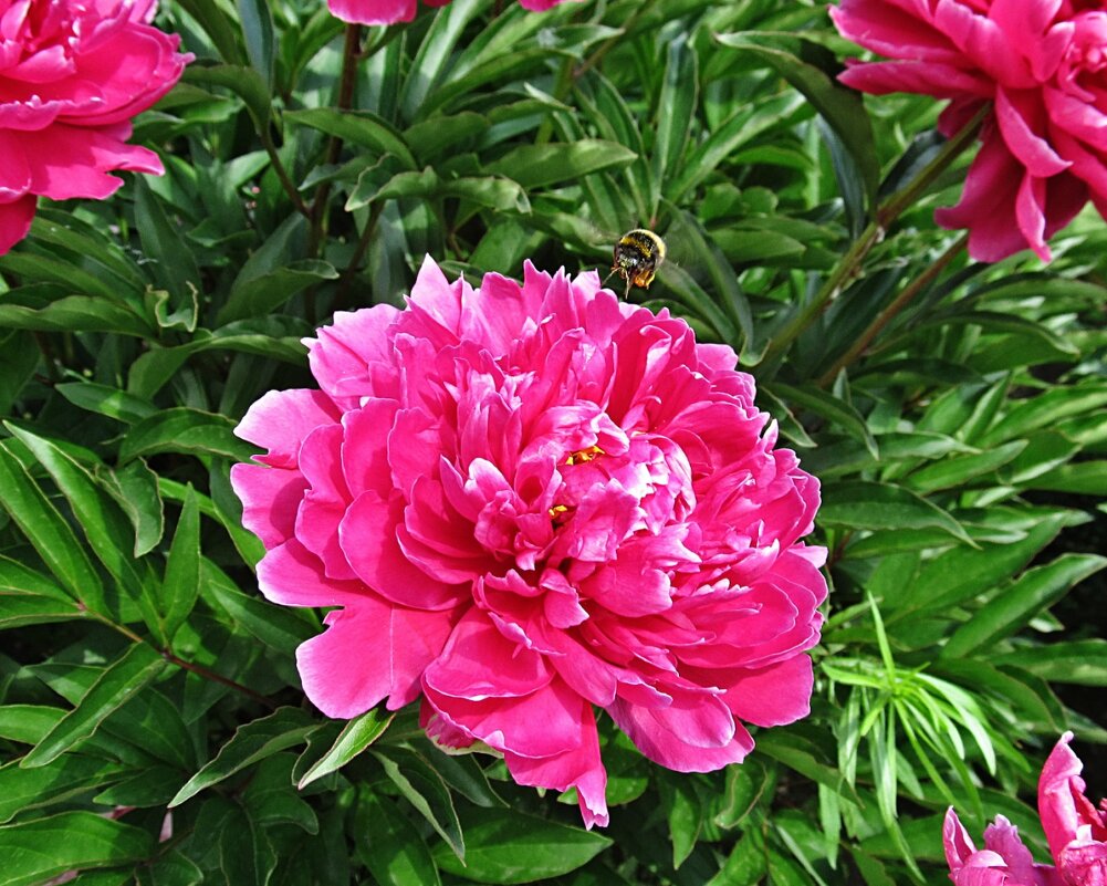 Пион и пчела - PRP Пион и пчела - PRP