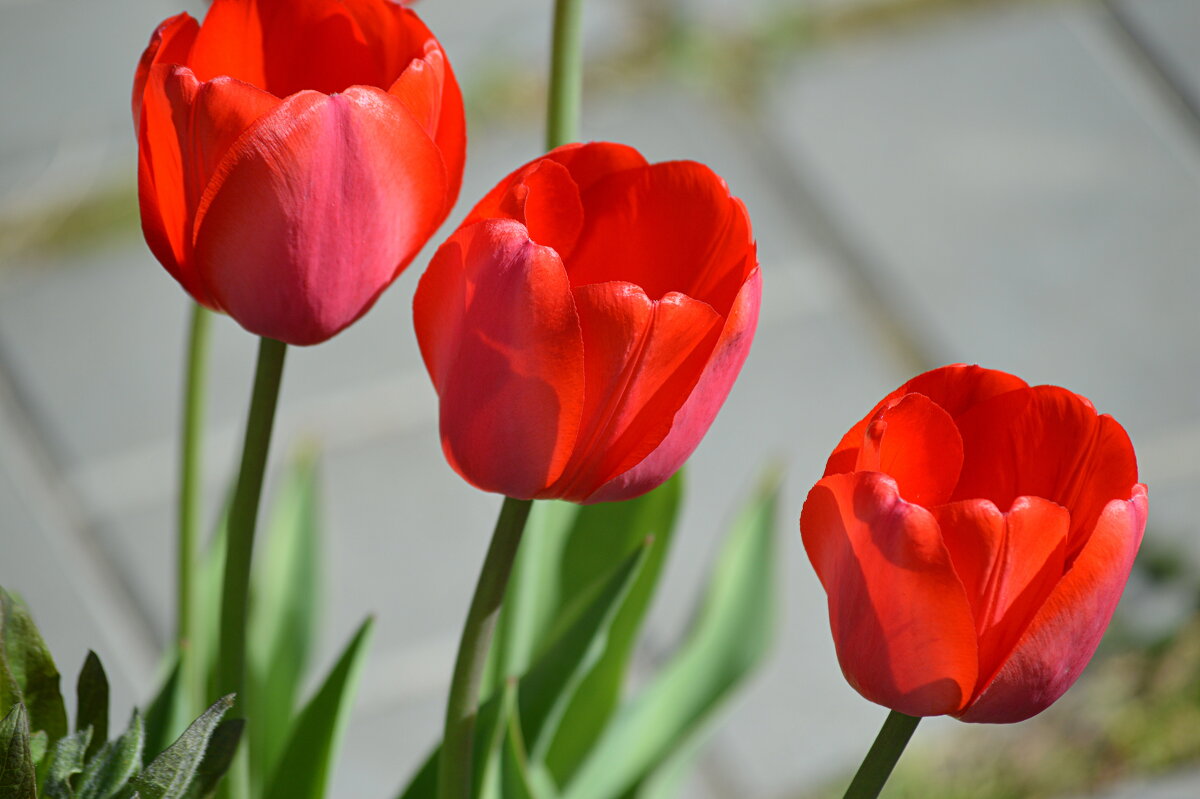 Тюльпаны - Татьяна Лютаева