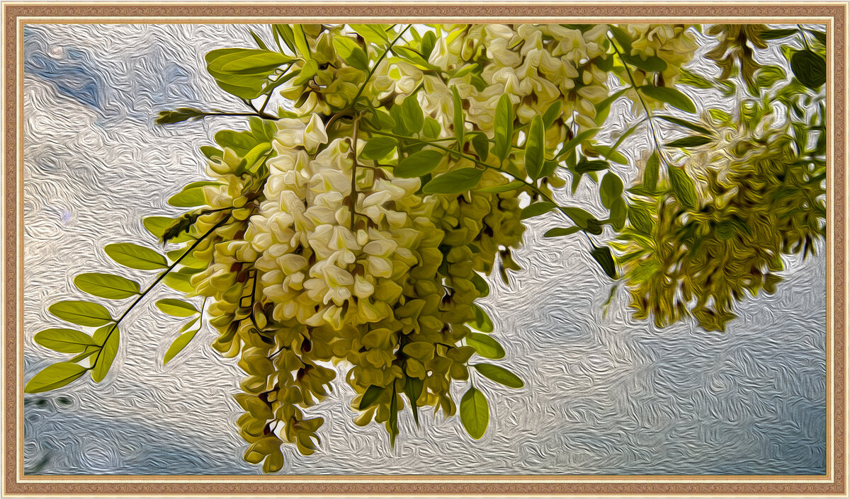 Ветка акации - Анатолий Чикчирный Ветка акации - Анатолий Чикчирный