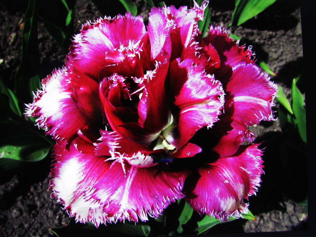 Красавчик - Людмила Смородинская Красавчик - Людмила Смородинская