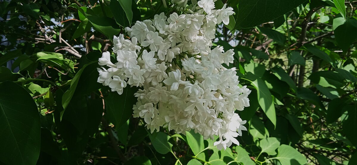 ветка белой сирени - Елена Шаламова ветка белой сирени - Елена Шаламова