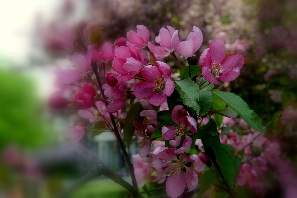 ЭТО МАЙ..... - Татьяна Касьяненко ЭТО МАЙ..... - Татьяна Касьяненко