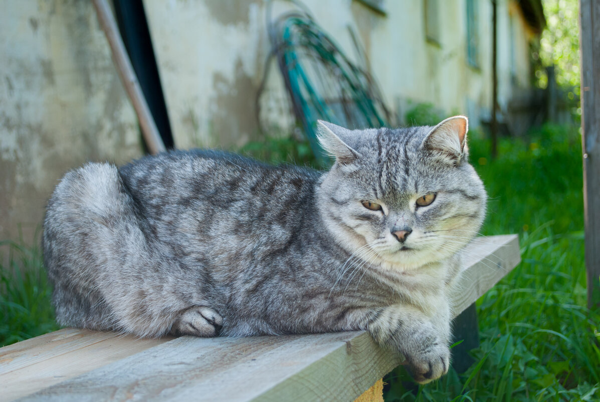 “Люби меня. Корми. И никогда не бросай”, — Гарфилд, известный мультипликационный кот. - Анастасия Логинова “Люби меня. Корми. И никогда не бросай”, — Гарфилд, известный мультипликационный кот. - Анастасия Логинова