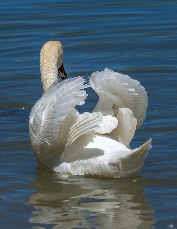 Во всей красе - Игорь Сикорский Во всей красе - Игорь Сикорский