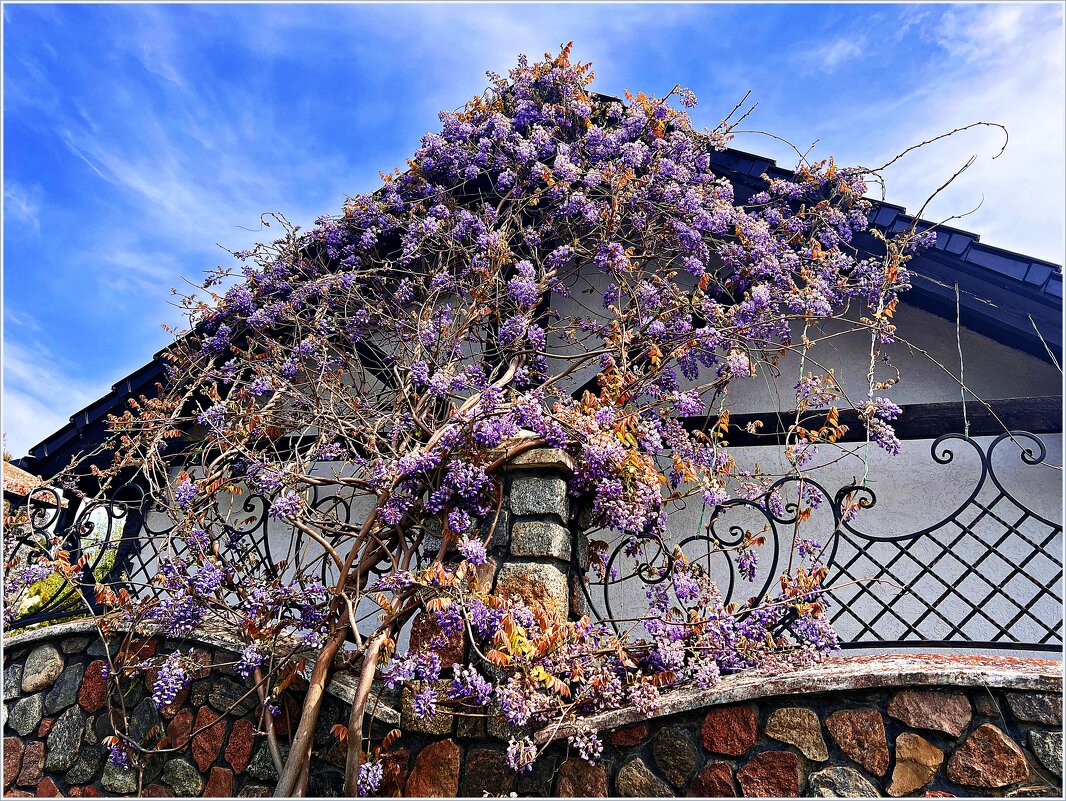 Распускается глициния. - Валерия Комова Распускается глициния. - Валерия Комова