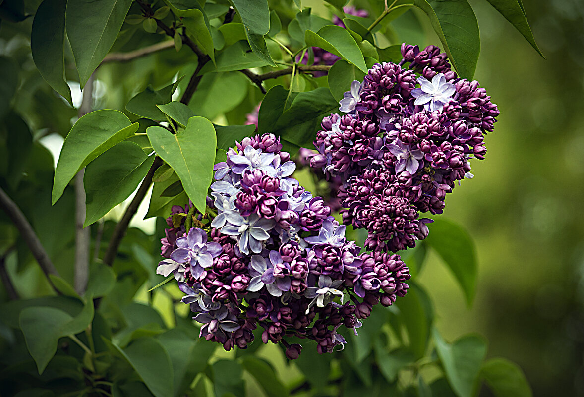 Сирень - Владимир Кроливец