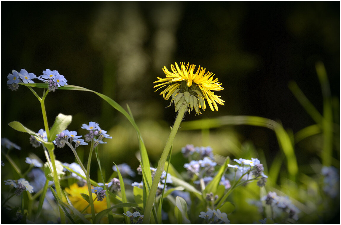 Солнечный цветок одуванчик... - Aleksandr Gal