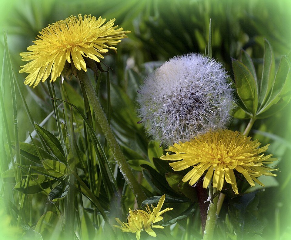 Солнечный цветок.... - Aleksandr Gal Солнечный цветок.... - Aleksandr Gal