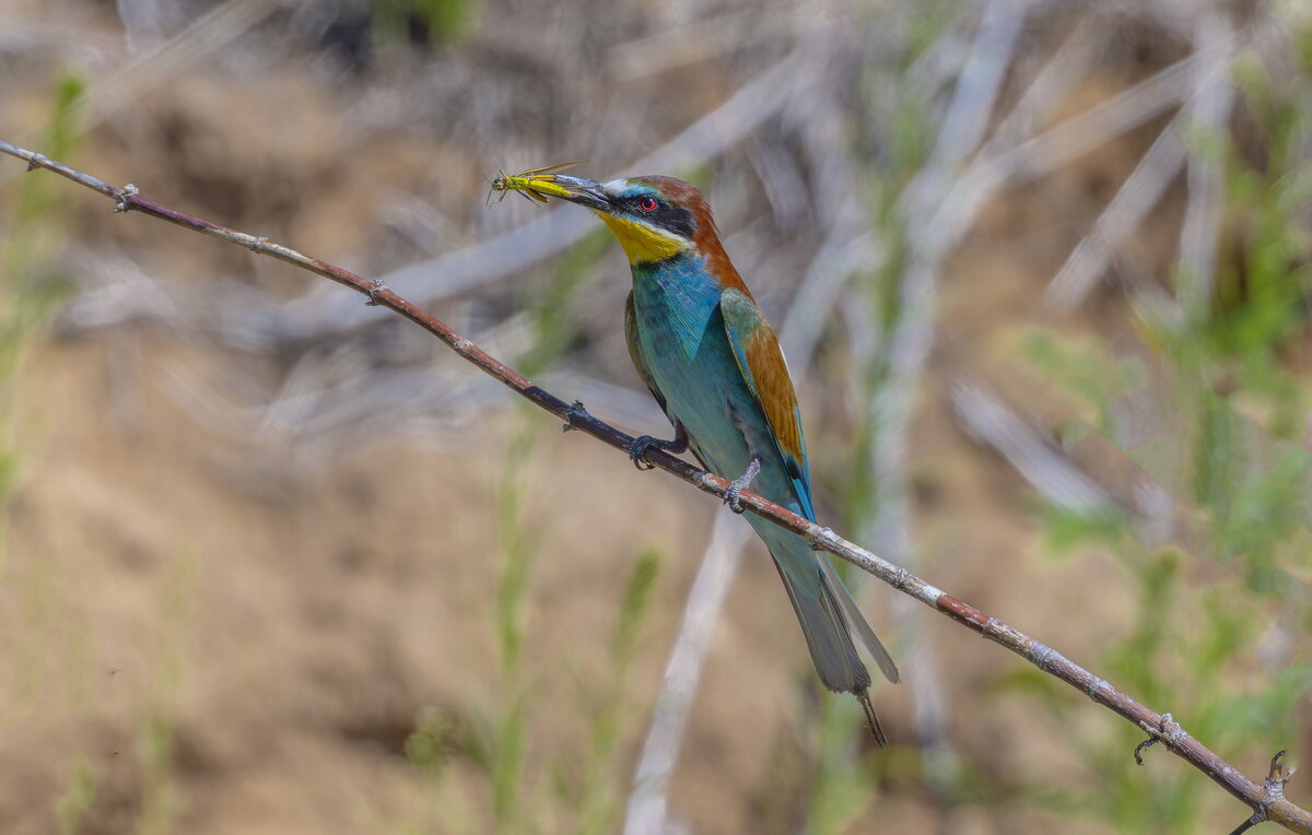 золотистые щурки - юрий макаров золотистые щурки - юрий макаров