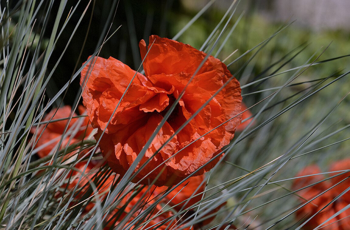 Маки... - Aleksandr Gal Маки... - Aleksandr Gal