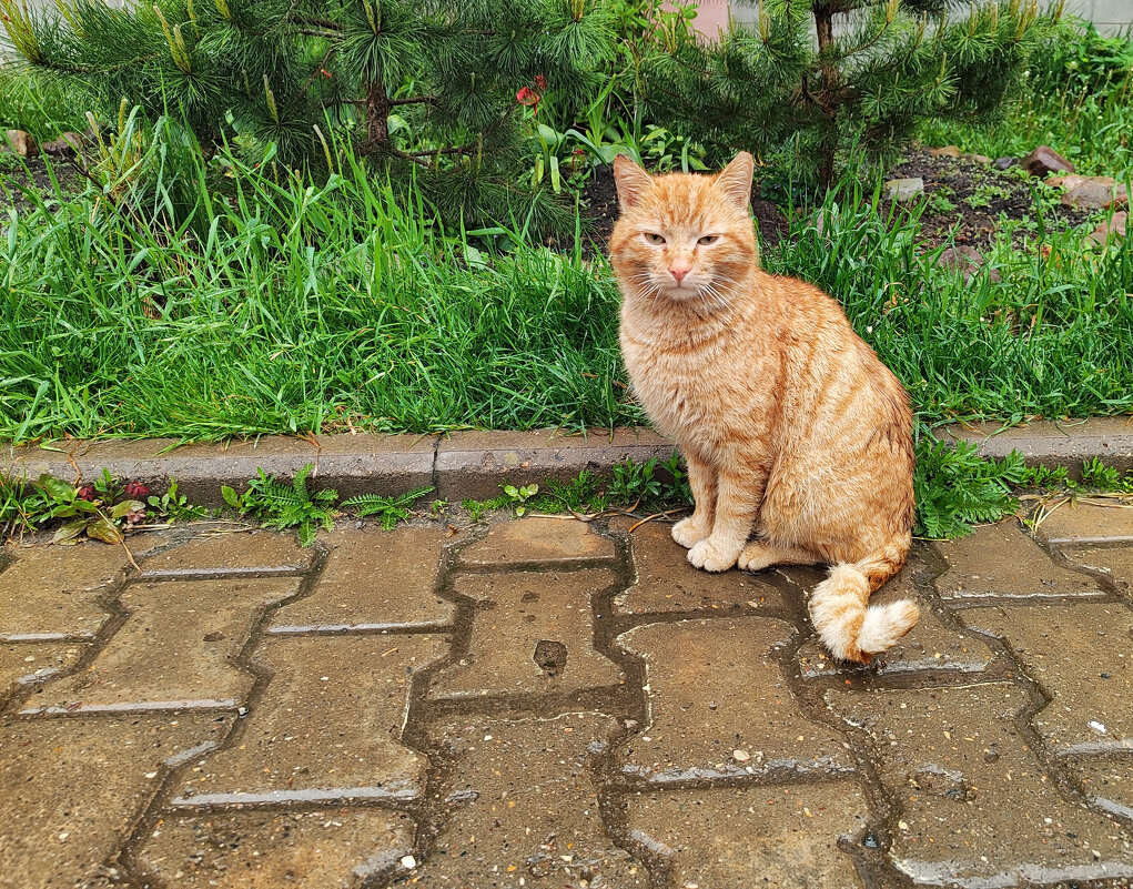 На улице дождь, а ему хоть бы хны) - Денис Бочкарёв На улице дождь, а ему хоть бы хны) - Денис Бочкарёв