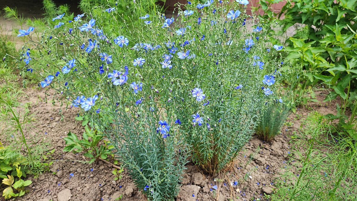 ,,, - Сергей Тимоновский