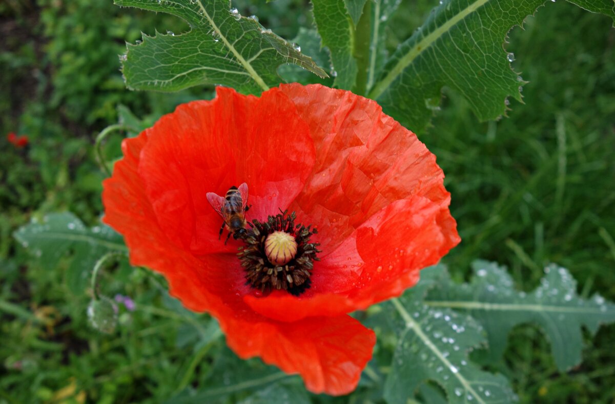 Красные маки радость несут, Мне улыбаются нежно... - Галина Красные маки радость несут, Мне улыбаются нежно... - Галина