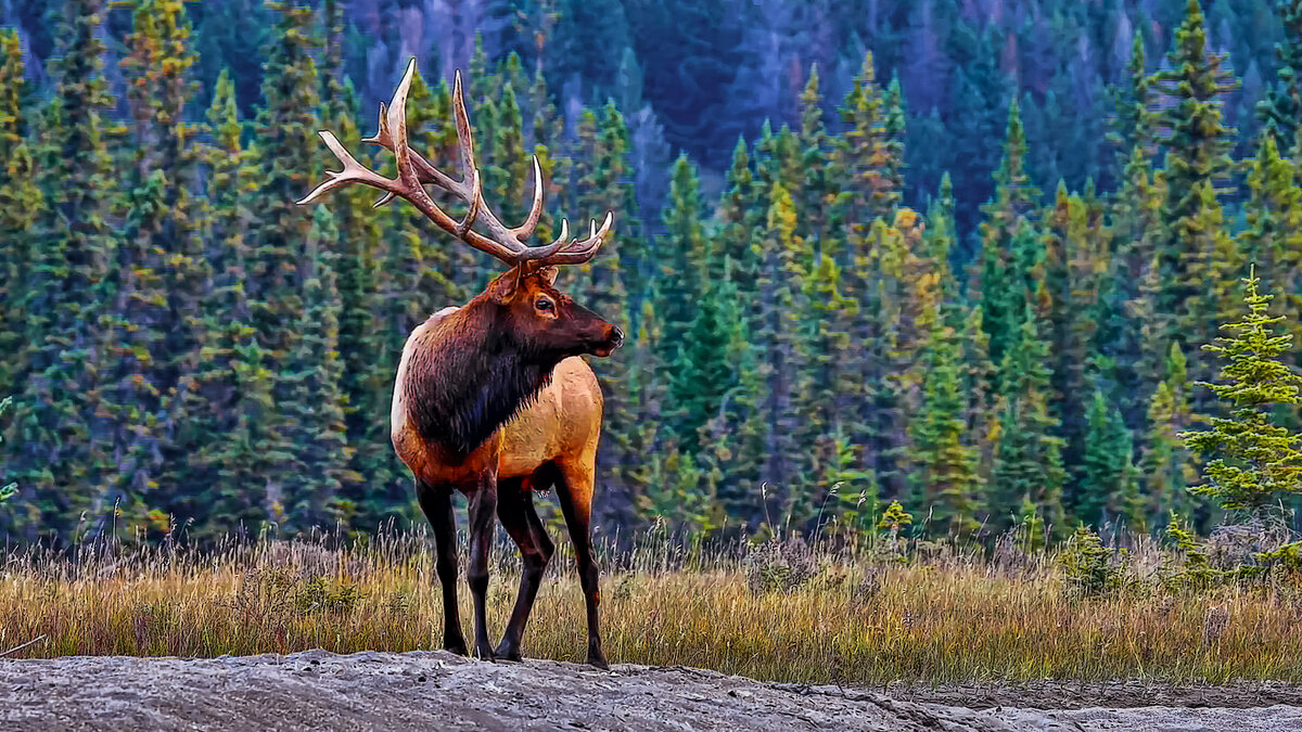 Аляска. - Aleksey Afonin