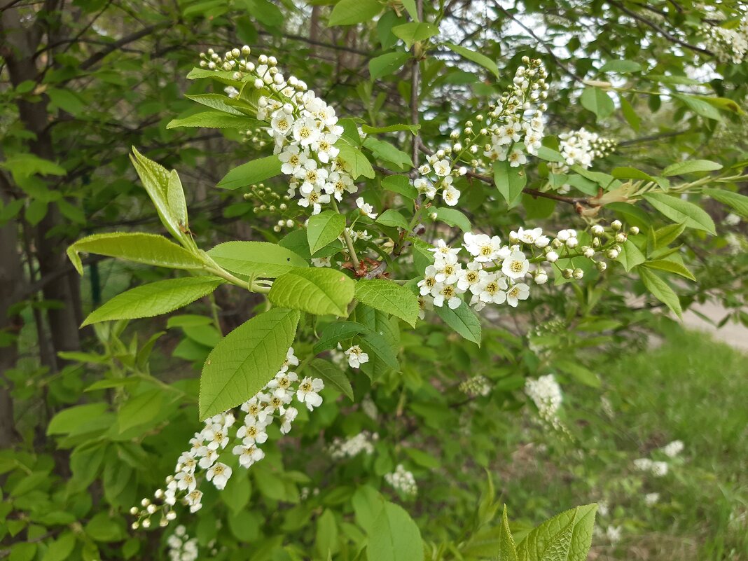 Весна идёт, весне дорогу! - Галина Минчук