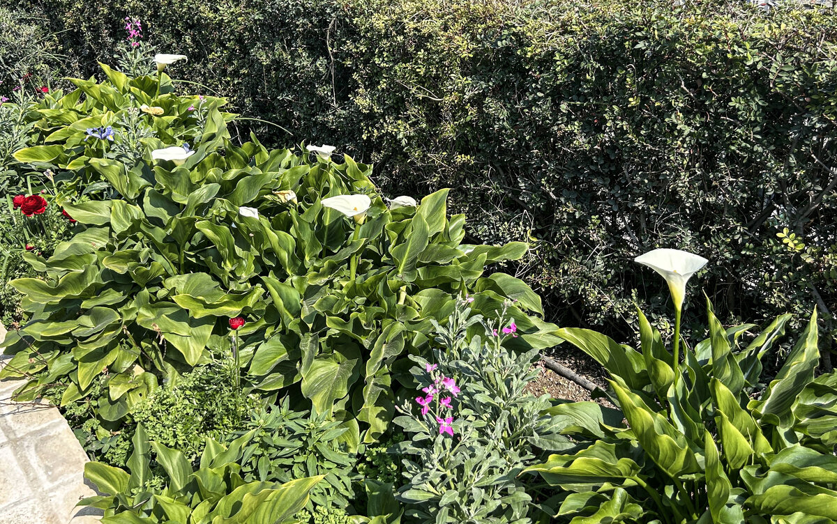 Зантедеския - Oleg4618 Шутченко