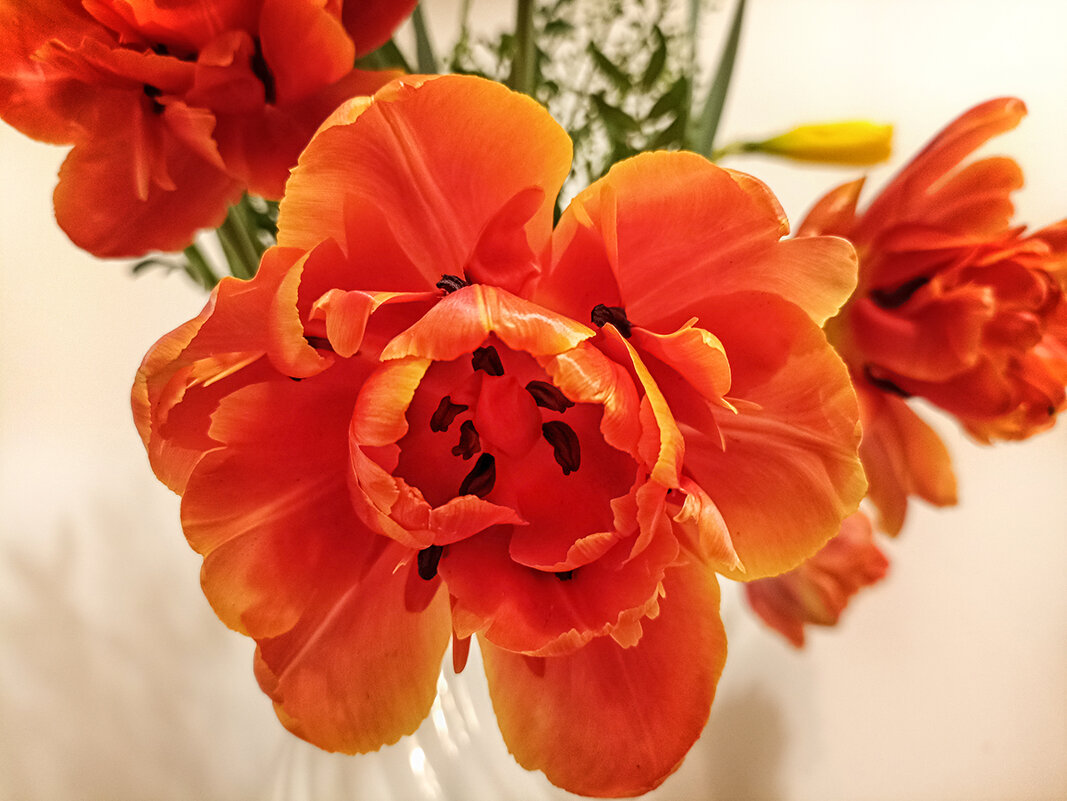 Тюльпан махрвый. - Лилия * Тюльпан махрвый. - Лилия *