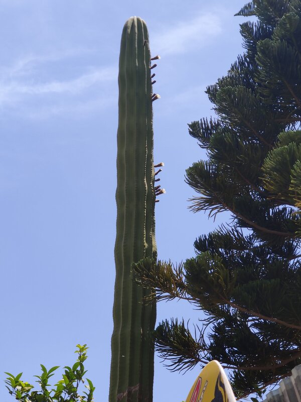 Цветение кактуса - Светлана Хращевская Цветение кактуса - Светлана Хращевская
