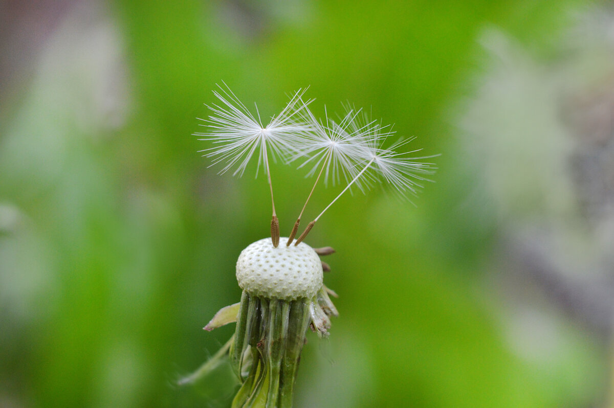 Самые стойкие... - Надежда Куркина Самые стойкие... - Надежда Куркина