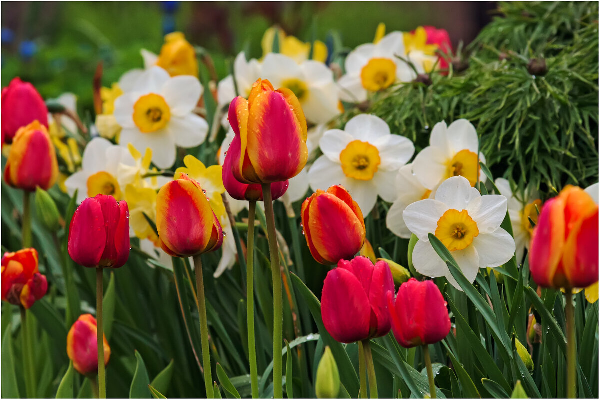 Просто майский дождь прошёл... - Валентин Котляров Просто майский дождь прошёл... - Валентин Котляров