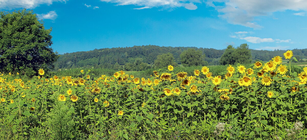 Подсолнухи - Sergey Grim Подсолнухи - Sergey Grim