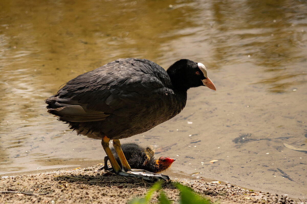Делай раз... - Николай Гирш Делай раз... - Николай Гирш