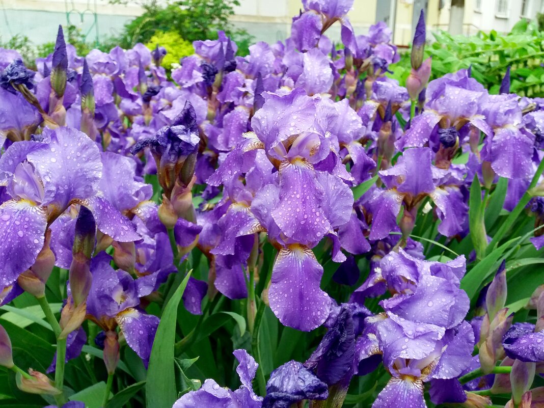 После дождя - Galina Solovova