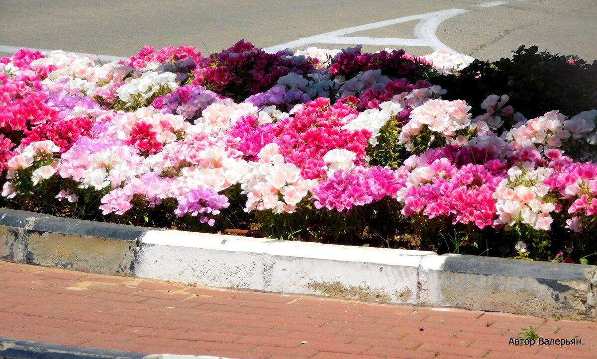 Кикар - Валерьян Кикар - Валерьян