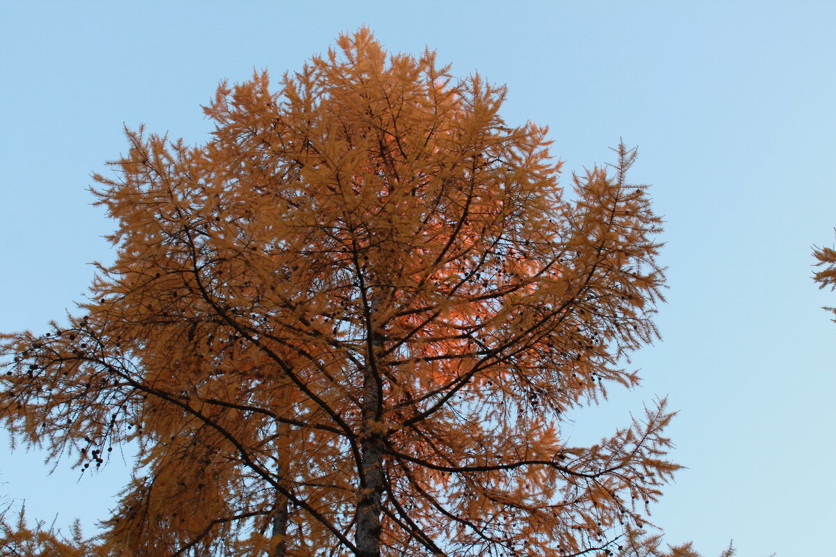 осень - Андрей Петренко