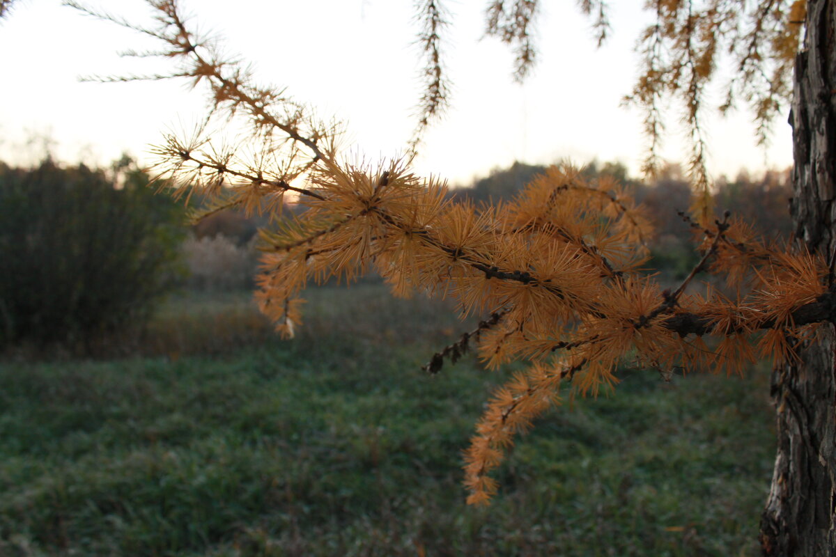 контраст - Андрей Петренко контраст - Андрей Петренко
