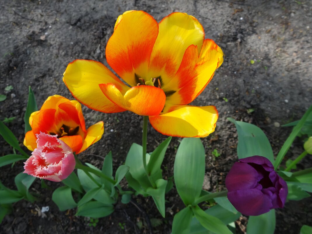 Тюльпаны - Лидия Бусурина Тюльпаны - Лидия Бусурина