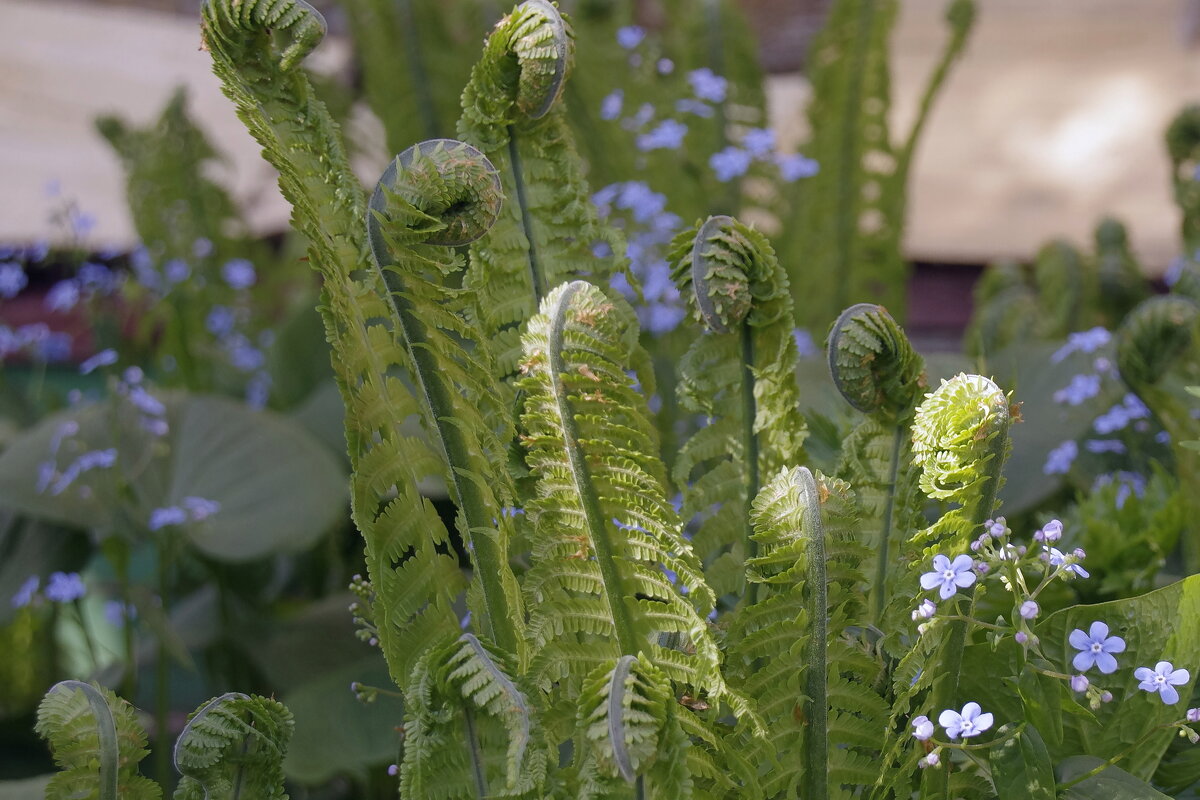 Молодой папоротник - Сергей Швечков Молодой папоротник - Сергей Швечков