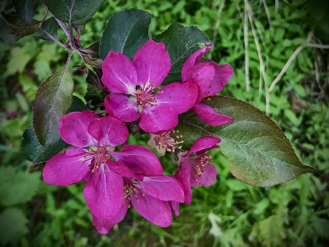 Яблоневый цвет. - Любовь 