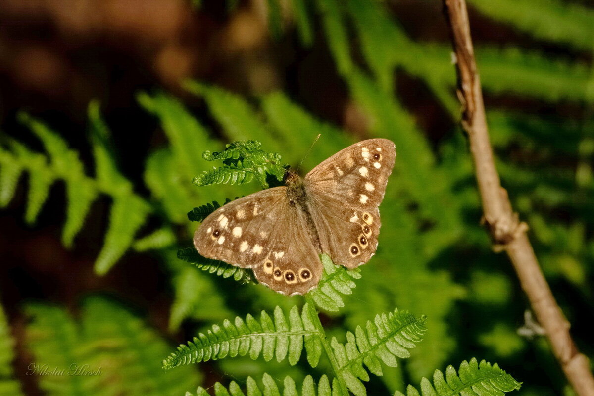 Краеглазка эгерия... - Николай Гирш