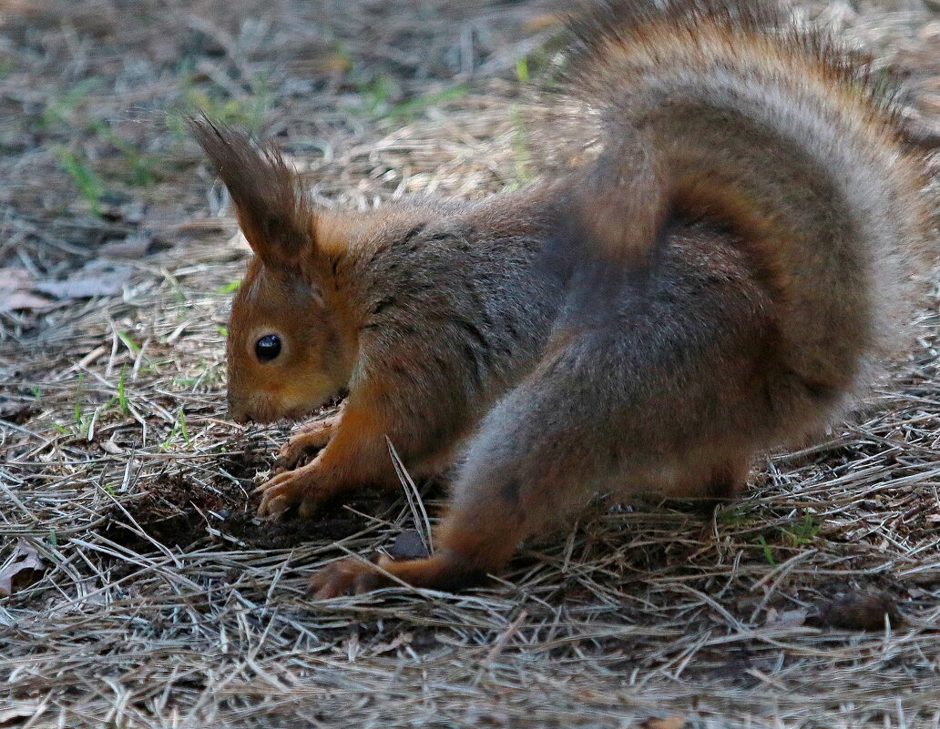 ...кладовая... - Andrey Bragin 