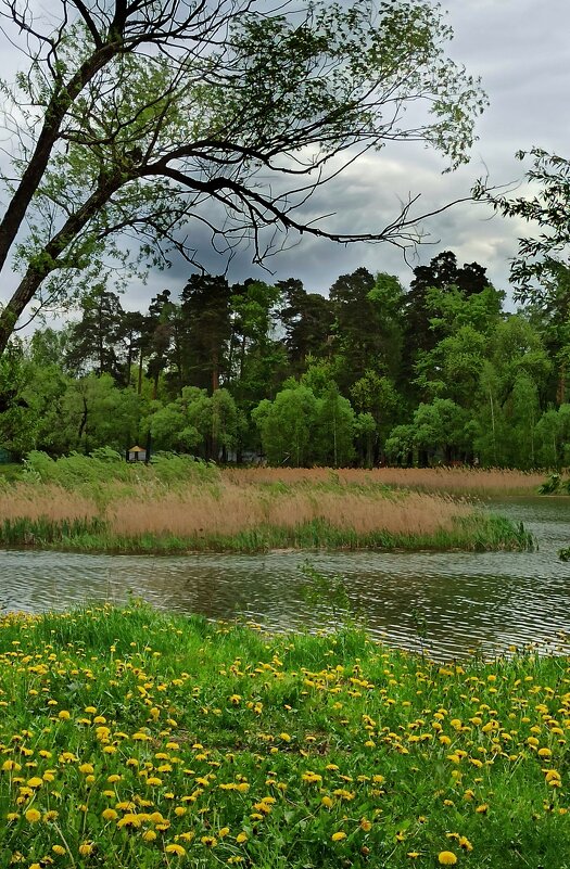 Одуванчиков всем хватит! - veilins veilins Одуванчиков всем хватит! - veilins veilins