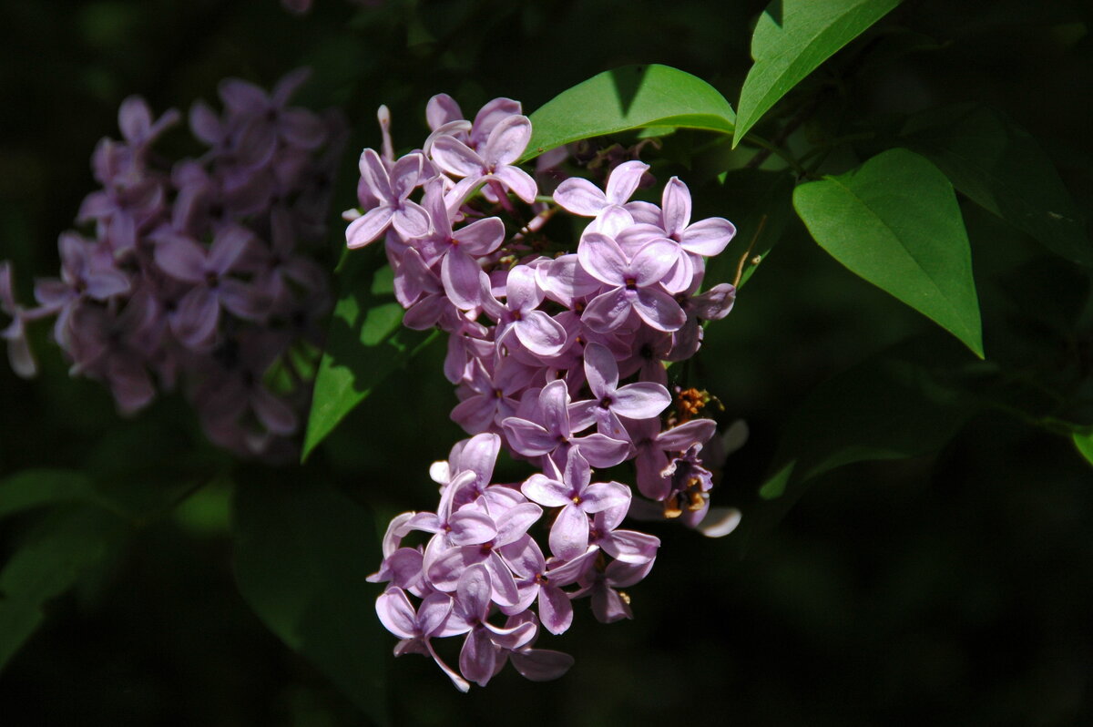 К теме о сирени - Елена Пономарева К теме о сирени - Елена Пономарева