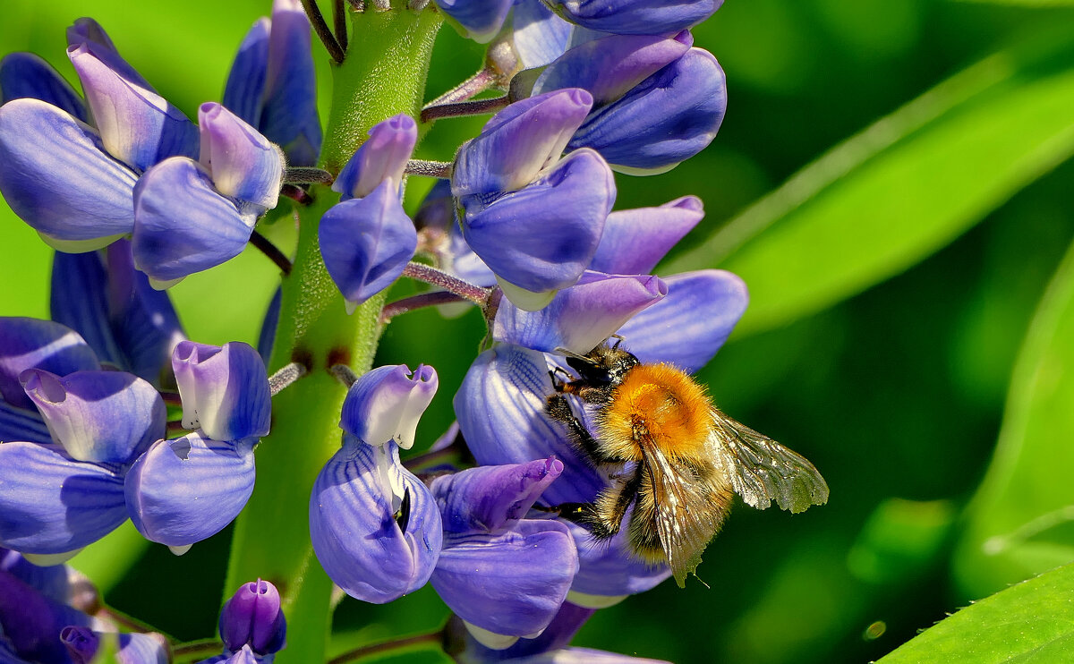 на зацветающем люпине - Александр Прокудин