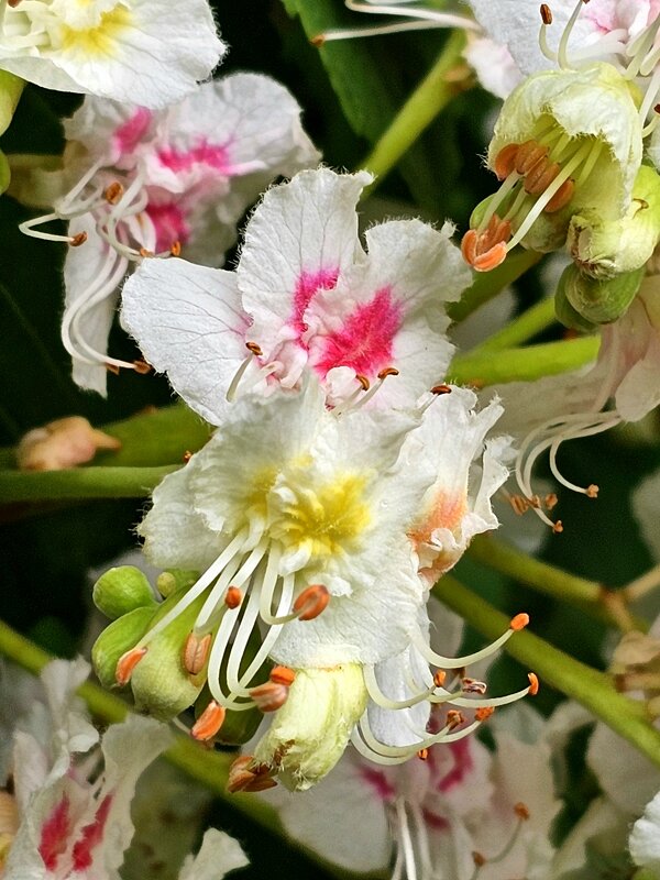 Цветок жасмина - Галина Левина Цветок жасмина - Галина Левина