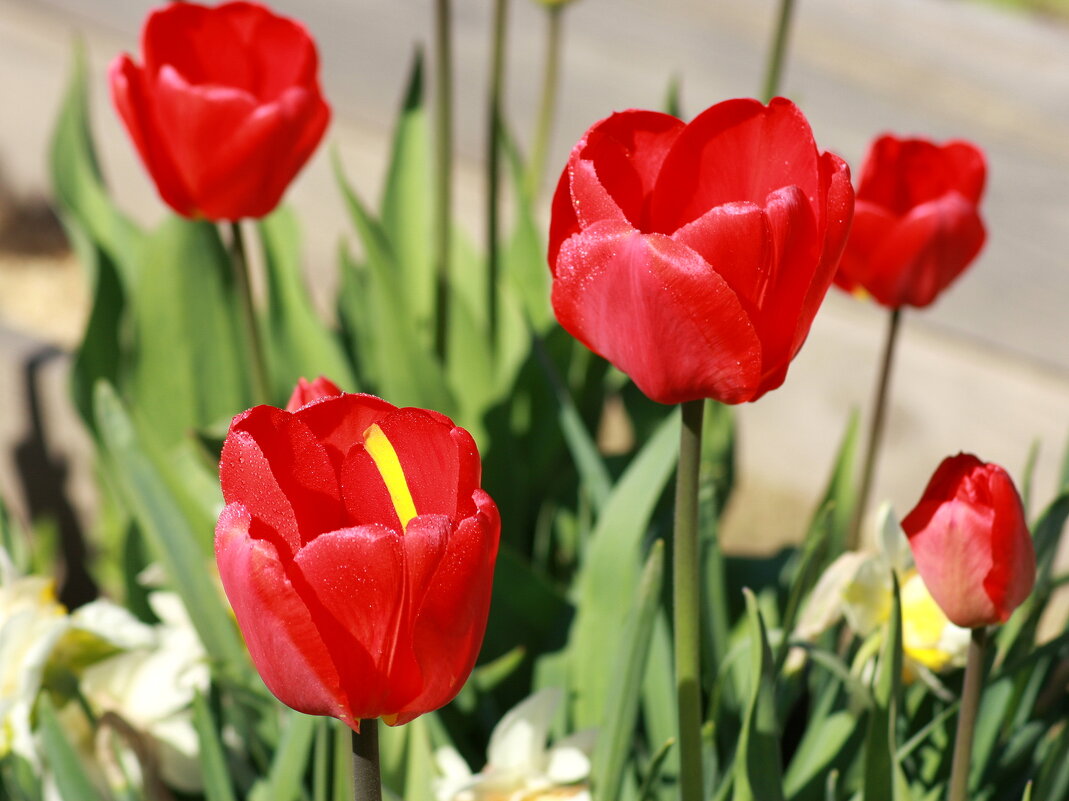 Тюльпаны - Нэля Лысенко