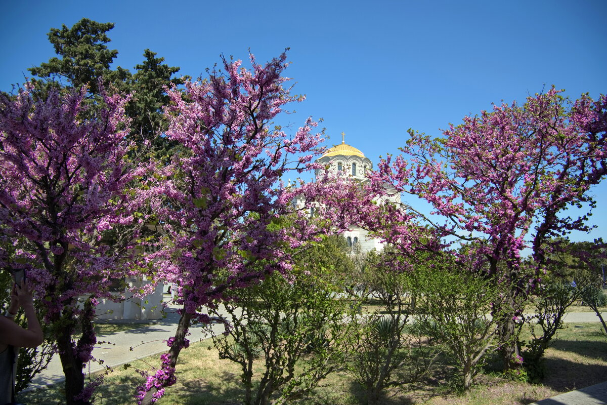 радость - Всеволод 