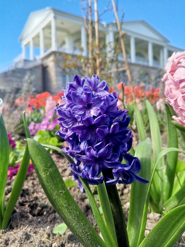 Гиацинт - Сапсан 