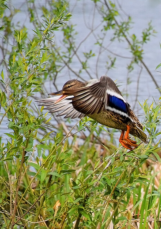 Не люблю фотографироваться! - Валентина Нефёдова Не люблю фотографироваться! - Валентина Нефёдова