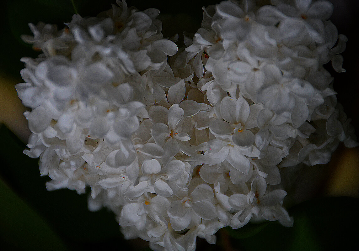 Сиреневое...сердечко! - Валентина Нефёдова Сиреневое...сердечко! - Валентина Нефёдова