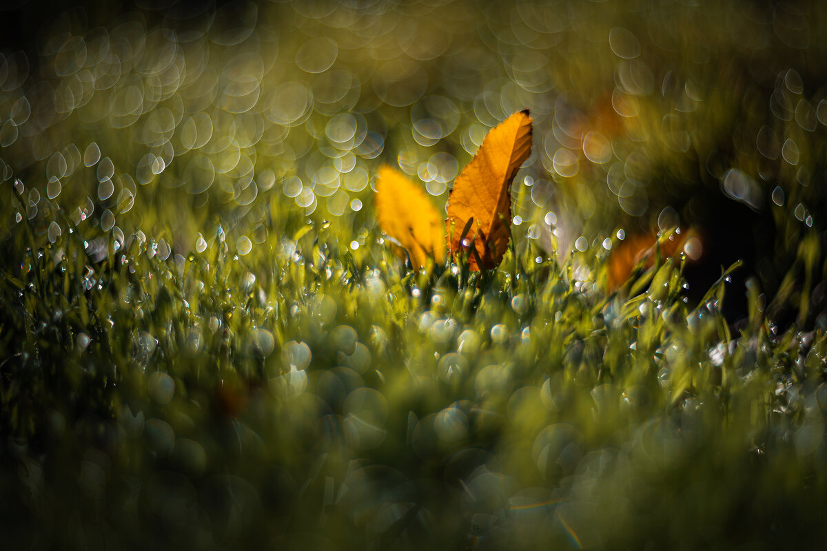 Солнечный зайчик. - Анатолий Щербак