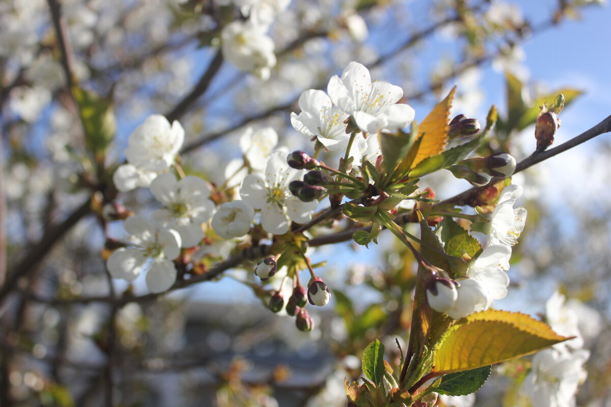 Вишня - Сергей Кочнев