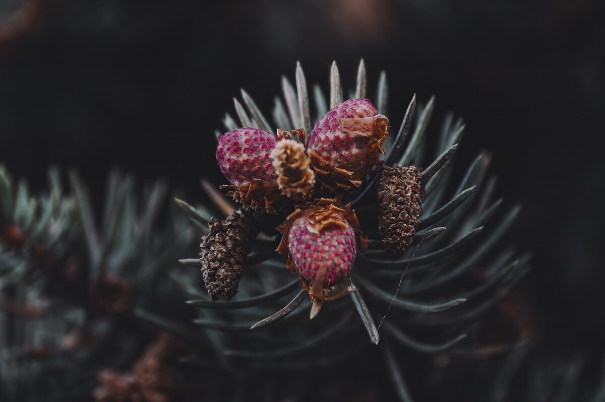 Цветут! Ёлочки! - Вадим Басов