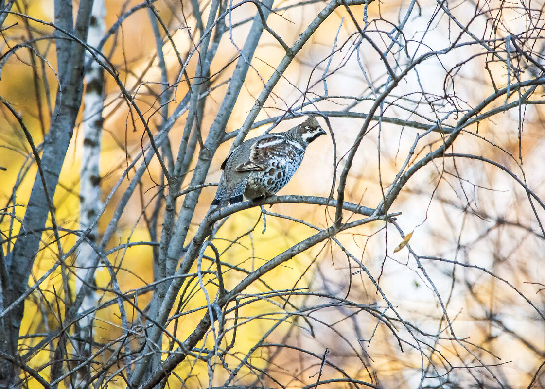 Рябчик - Михаил Белоусов Рябчик - Михаил Белоусов